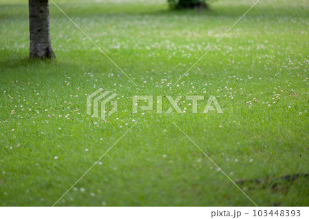 梅雨の時期に咲く花が美しい水のある八景水谷公園 梅雨の時期に咲く花が美しい水のある八景水谷公園 103448393