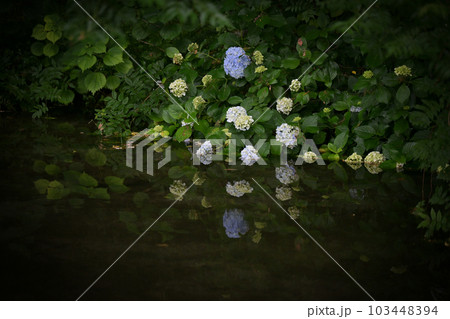 梅雨の時期に咲く花が美しい水のある八景水谷公園 103448394