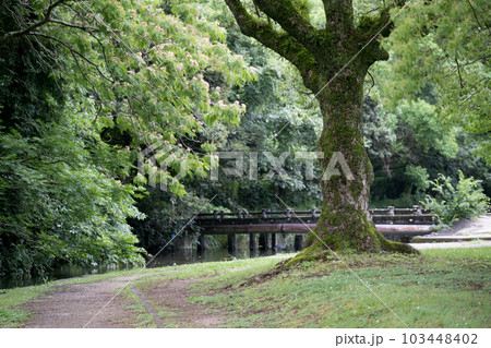 梅雨の時期に咲く花が美しい水のある八景水谷公園 梅雨の時期に咲く花が美しい水のある八景水谷公園 103448402