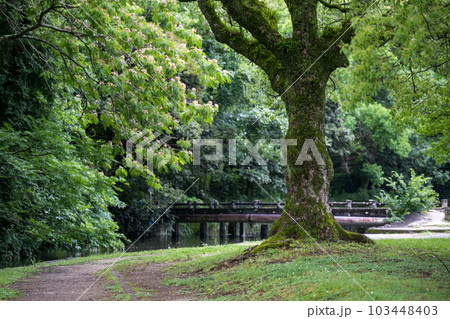 梅雨の時期に咲く花が美しい水のある八景水谷公園 梅雨の時期に咲く花が美しい水のある八景水谷公園 103448403