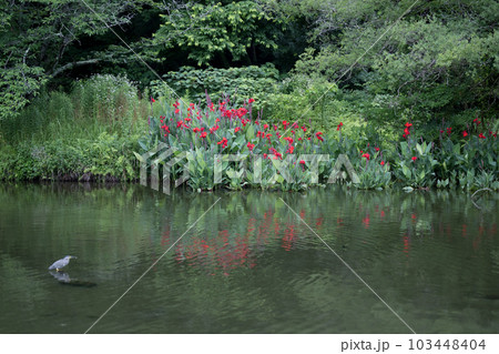 梅雨の時期に咲く花が美しい水のある八景水谷公園 梅雨の時期に咲く花が美しい水のある八景水谷公園 103448404