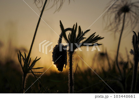 夕暮れのオキナグサ 103448661