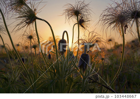 夕暮れのオキナグサ 103448667