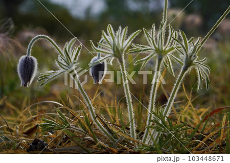 オキナグサ オキナグサ 103448671