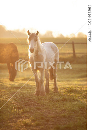 Tinker horse (Galineers Cob) grazing in a field with rising morning sun Tinker horse (Galineers Cob) grazing in a field with rising morning sun 103448964