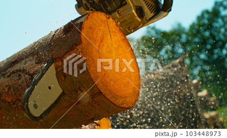 Freeze Motion of a Chainsaw Cutting the Wooden Log 103448973