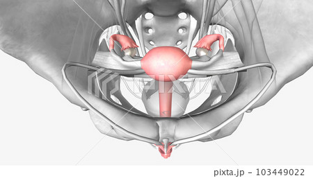 Female reproductive system in pelvis 103449022