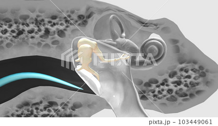 The auditory ossicles amplify all sound vibrations moving into the inner ear. 103449061