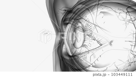 Cornea, The cornea is the eye's outermost layer. 103449111