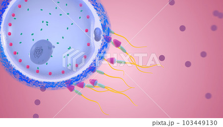 Fertilization is the union of two reproductive cells to form a zygote, a fertilized egg cell. 103449130
