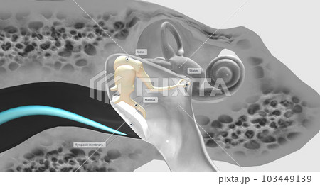 The auditory ossicles amplify all sound vibrations moving into the inner ear. The auditory ossicles amplify all sound vibrations moving into the inner ear. 103449139