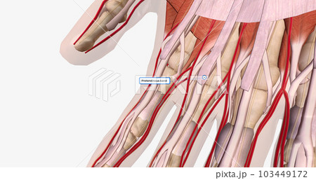 The palmar aponeurosis or fascia is a thick layer of connective tissue found in the palm of the hand. The palmar aponeurosis or fascia is a thick layer of connective tissue found in the palm of the hand. 103449172
