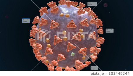The COVID-19 virus surface proteins 103449244