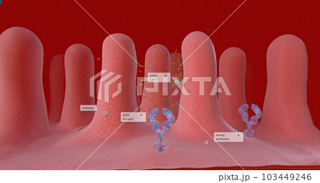 Covid-19 Immune Response with Vaccination, Antibodies 103449246