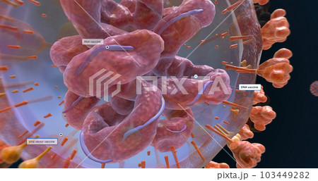 The COVID-19 Vaccine Development Approach The COVID-19 Vaccine Development Approach 103449282