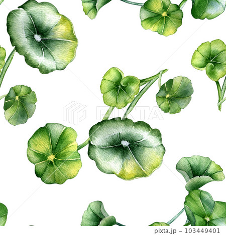 Centella asiatica, geranium watercolor seamless pattern isolated on white. Pennywort, gotu kola, rounded leaves, herbal plants hand drawn. Design for package, label, wrapping, textile, background Centella asiatica, geranium watercolor seamless pattern isolated on white. Pennywort, gotu kola, rounded leaves, herbal plants hand drawn. Design for package, label, wrapping, textile, background 103449401