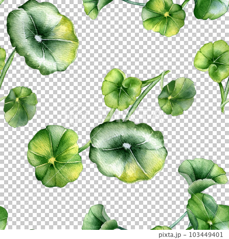 Centella asiatica, geranium watercolor seamless pattern isolated on white. Pennywort, gotu kola, rounded leaves, herbal plants hand drawn. Design for package, label, wrapping, textile, background Centella asiatica, geranium watercolor seamless pattern isolated on white. Pennywort, gotu kola, rounded leaves, herbal plants hand drawn. Design for package, label, wrapping, textile, background 103449401
