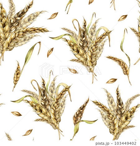 Wheat ear bunch watercolor seamless pattern isolated on white background. Spikelet of rye, barley, grains hand drawn. Design element for textile, paper, packaging, label grocery, bakery, wrapping Wheat ear bunch watercolor seamless pattern isolated on white background. Spikelet of rye, barley, grains hand drawn. Design element for textile, paper, packaging, label grocery, bakery, wrapping 103449402