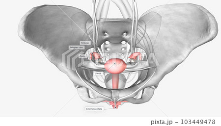 Female reproductive system in pelvis Female reproductive system in pelvis 103449478