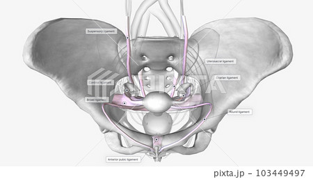 Several groups of supporting ligaments secure the female reproductive structures within the pelvis. 103449497