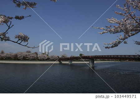 波志江沼のさくら 波志江沼のさくら 103449571