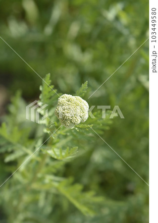 Gold plate yarrow Gold plate yarrow 103449580