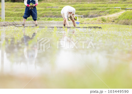 田植え 田植え 103449590