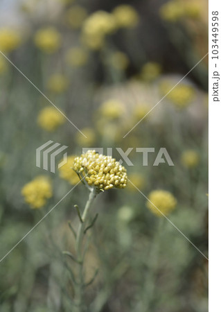 Italian everlasting flowers 103449598