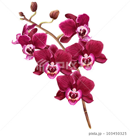 Orchid flower branch with buds and blooms. Watercolor botanical illustration isolated on white for cards, invitation, Orchid flower branch with buds and blooms. Watercolor botanical illustration isolated on white for cards, invitation, 103450325