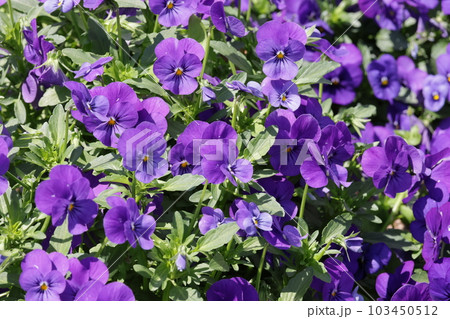 一面の紫色のパンジーの花壇 一面の紫色のパンジーの花壇 103450512
