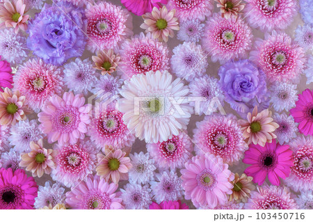 ガーベラの花畑 103450716