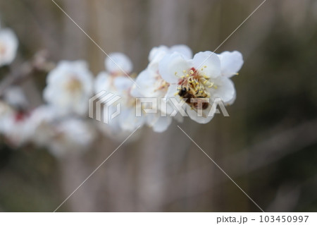 蜜を集める蜂 蜜を集める蜂 103450997