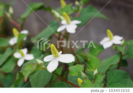 ドクダミの花 103451010