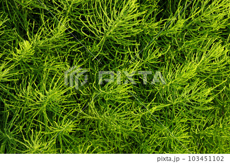 Field horsetail, Equisetum arvense in its natural habitat. Top view. 103451102