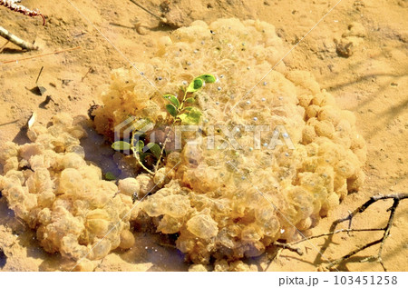 カエルの卵 103451258