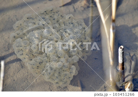 カエルの卵 カエルの卵 103451266