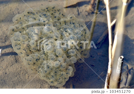 カエルの卵 103451270