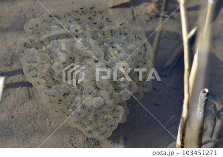カエルの卵 103451271