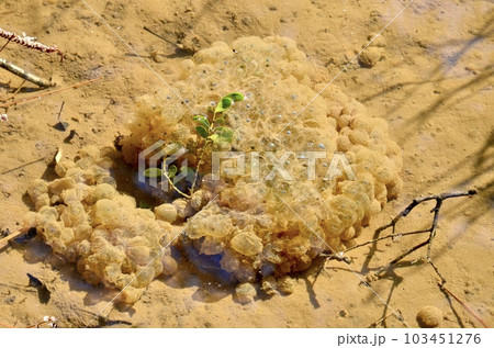 カエルの卵 カエルの卵 103451276