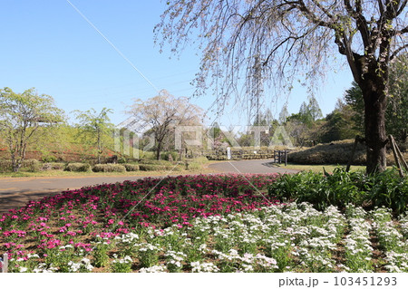 さいたま市西区大宮花の丘公苑の風景 さいたま市西区大宮花の丘公苑の風景 103451293