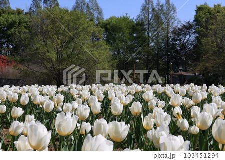 さいたま市西区大宮花の丘公苑のチューリップ花壇 さいたま市西区大宮花の丘公苑のチューリップ花壇 103451294