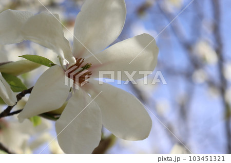 白い花 白い花 103451321