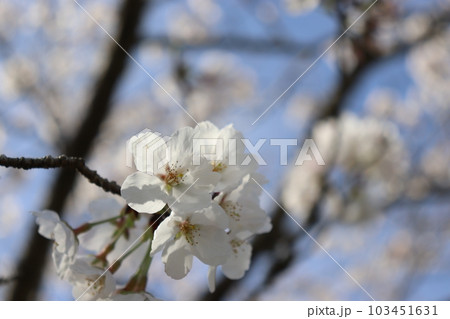 桜クローズアップ 桜クローズアップ 103451631
