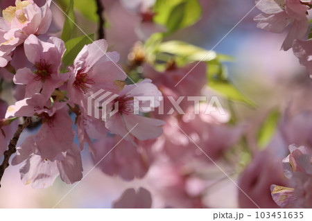 桃色桜 桃色桜 103451635
