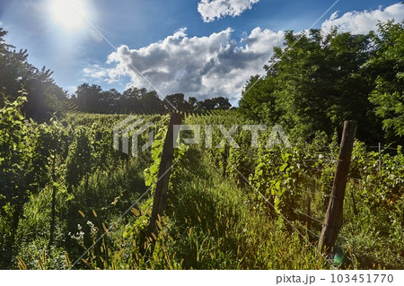 Wineyard grapes in britght summer sun 103451770
