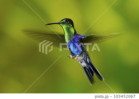 アオボウシモリハチドリ 103452067