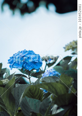 6月に出会う紫陽花 6月に出会う紫陽花 103452081