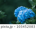 6月に出会う紫陽花 103452083