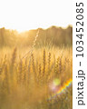 黄金に輝く小麦畑 103452085