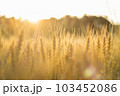 黄金に輝く小麦畑 103452086